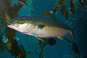 240pxyellowtail_amberjack